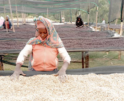 使用しているコーヒー豆