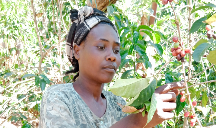 使用しているコーヒー豆